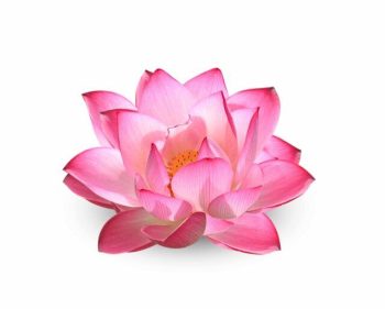Lotus flower on white background